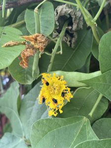 A yellow flower with damaged edges hosts small black insects, set among large green leaves and dried brown foliage.