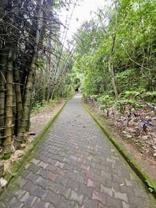 A peaceful walkway through the forest at Thusharagiri Falls, Kozhikode. Bamboo clusters and other plants line the trail. 