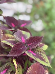Close-up of vibrant leaves with a mix of deep purple and bright green colors, featuring striking pink markings along the edges and veins. 