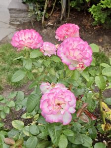 Pink-edged white roses blooming in soft evening light. Captured at the International Rose Test Garden, Portland. The petals have beautiful gradients and crisp details, showing the elegance of hybrid tea roses.