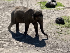 An elephant walks alone across the dry ground at the Oregon Zoo, Portland, casting a large trunk-shaped shadow. Its gentle steps leave soft prints behind, creating a calm and peaceful scene. 