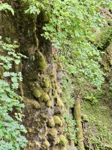 Moss-covered rock cliff with overhanging green leaves and dense forest growth. Taken in Columbia River Gorge National Scenic Area, Oregon.