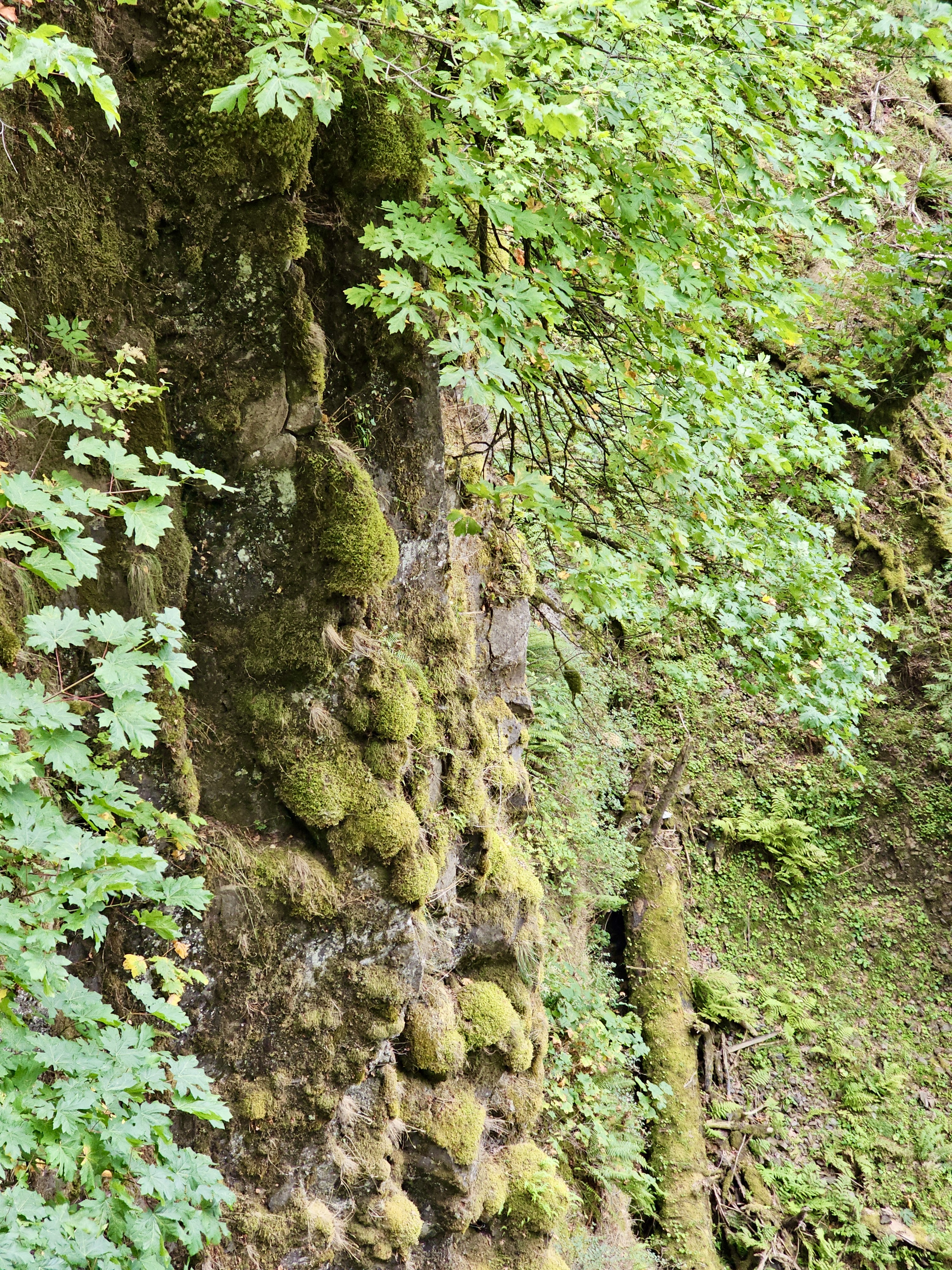 Moss-covered rock cliff with overhanging green leaves and dense forest growth. Taken in Columbia River Gorge National Scenic Area, Oregon.