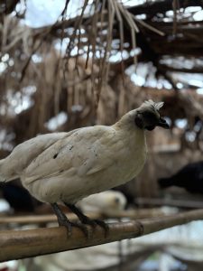 

A white-feathered Chicken perched on a bamboo branch, with a distinctive crest on its head and dark markings around its face. 