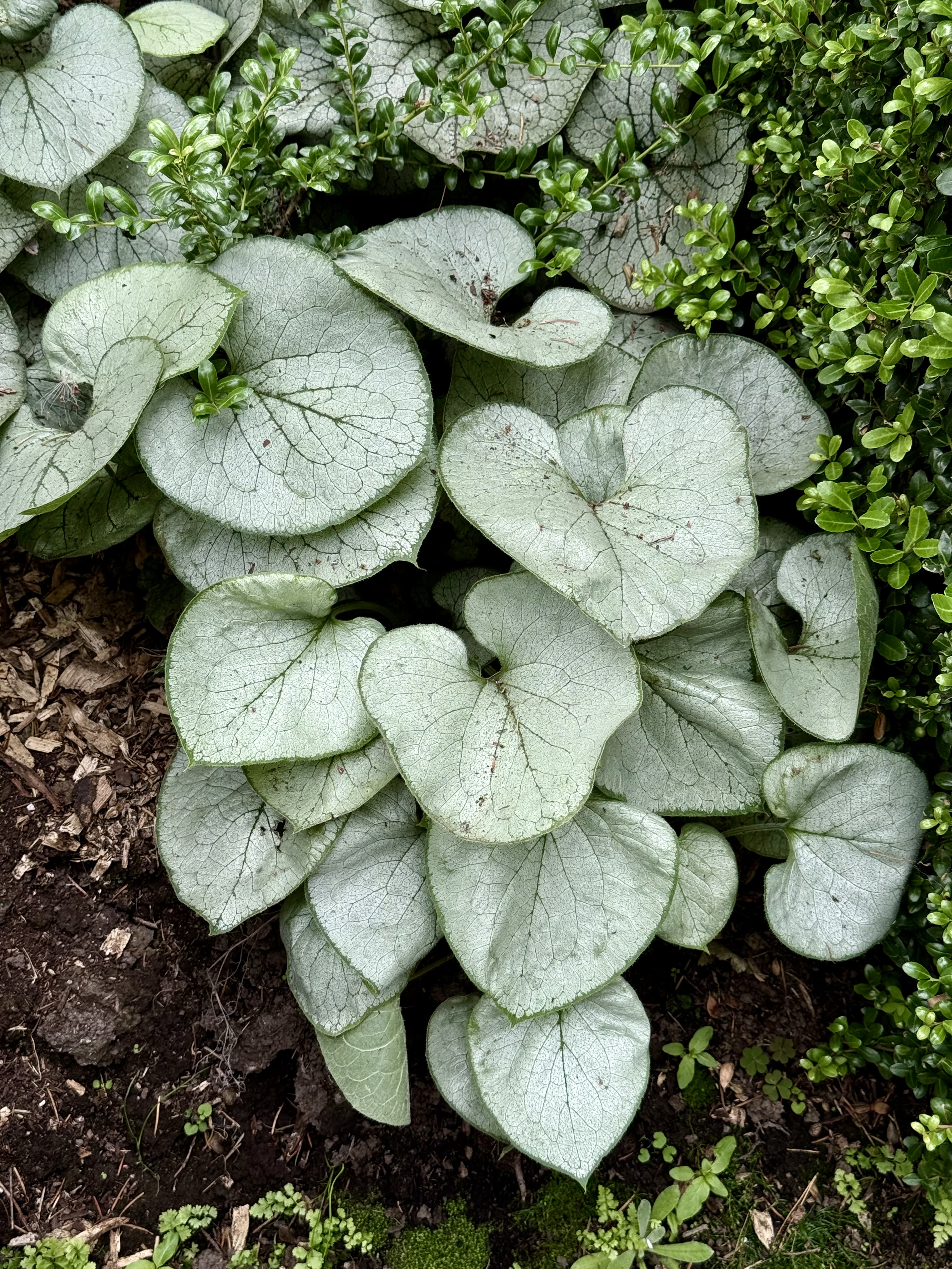 Cluster of heart-shaped silver leaves with dark green veins. Grows low to the ground. Captured in Washington Park, Portland, in the evening. 