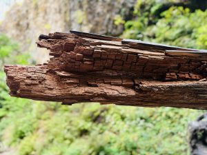 A close-up of a broken, weathered log, revealing a reddish-brown wood texture. Captured in the Columbia River Gorge National Scenic Area, Oregon, with soft green forest in the background. 