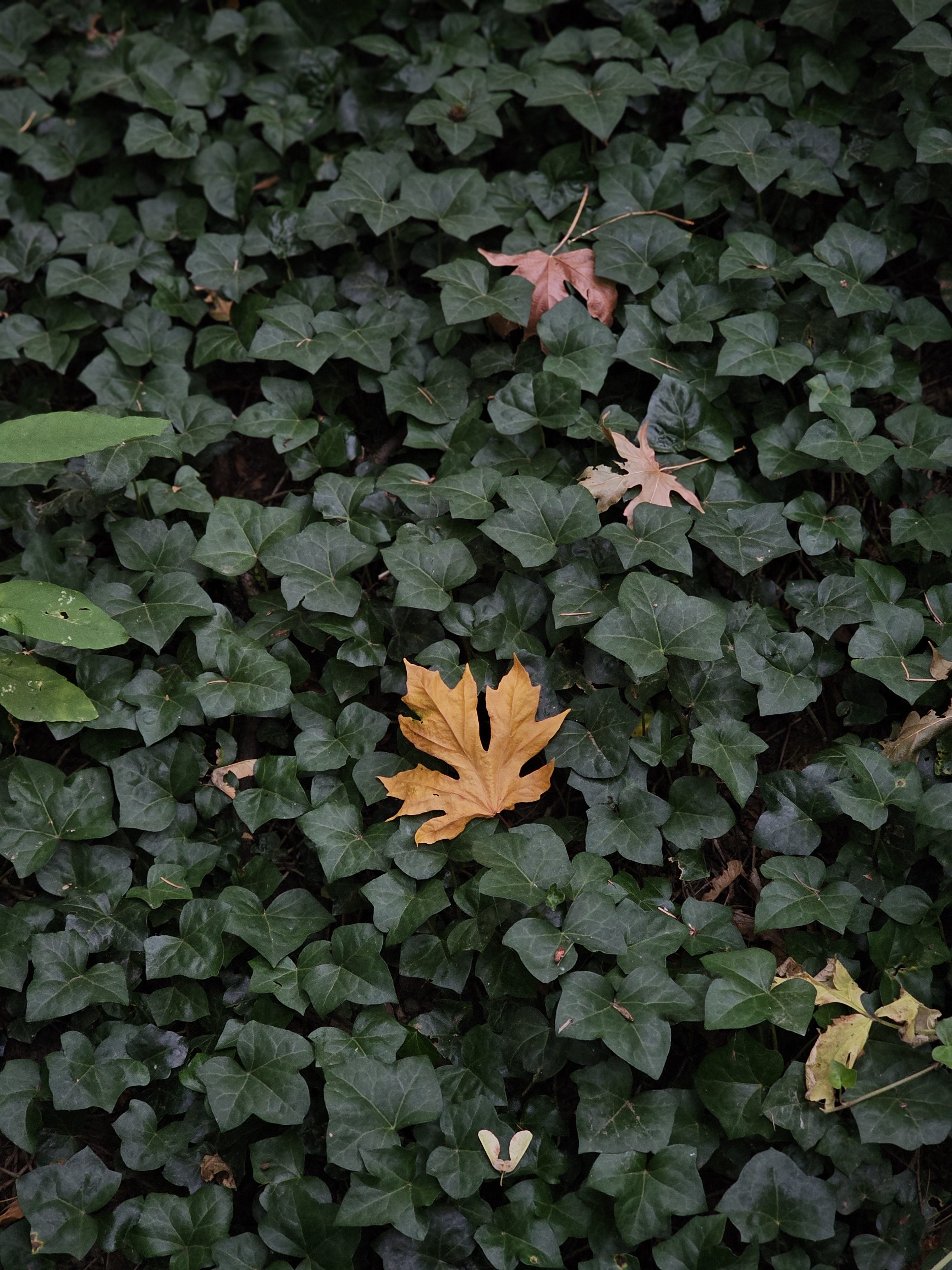 A few colorful fallen leaves are resting on a thick layer of dark green ivy covering the ground, showing early signs of fall. Captured from an evening walk at Washington Park, Portland.