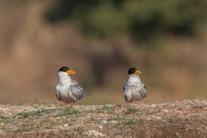Two river terns stand on sand with grass patches, their gray and white feathers, black caps, and bright orange beaks and legs visible against a blurred natural background.