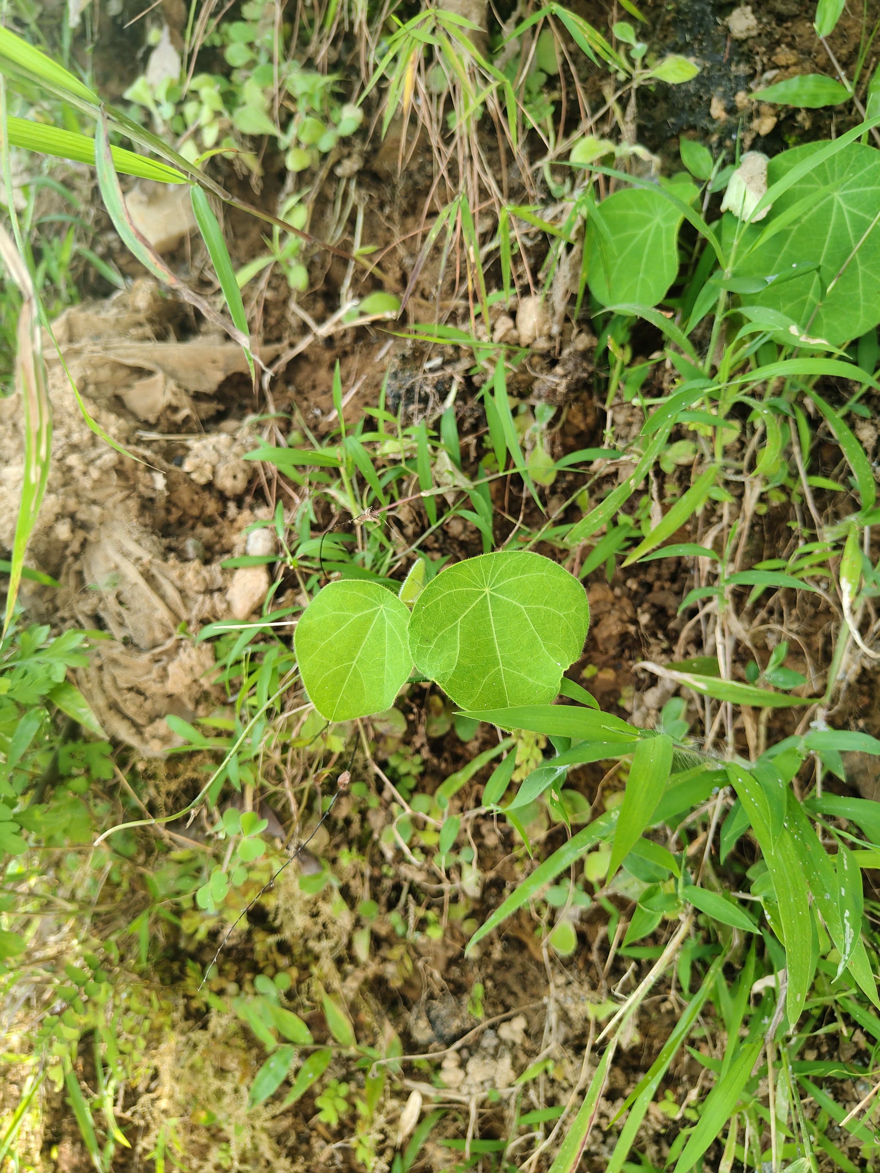 Close-up of heart-shaped leaves on soil, surrounded by grass and foliage with earthy tones in the background.
