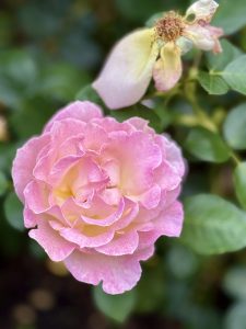 A vibrant pink rose blooming beside a withered flower, showing the cycle of life. Captured in natural light at the International Rose Test Garden, Portland. 