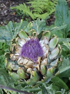 Large artichoke flower with purple center and aging green petals. Surrounded by leafy plants, captured at Pittock Mansion, Portland.