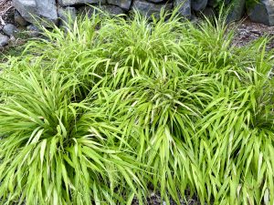 Bright lime-green ornamental grass grows in dense mounds at Washington Park, Portland. The long, narrow leaves cascade outward, creating a soft, flowing effect.