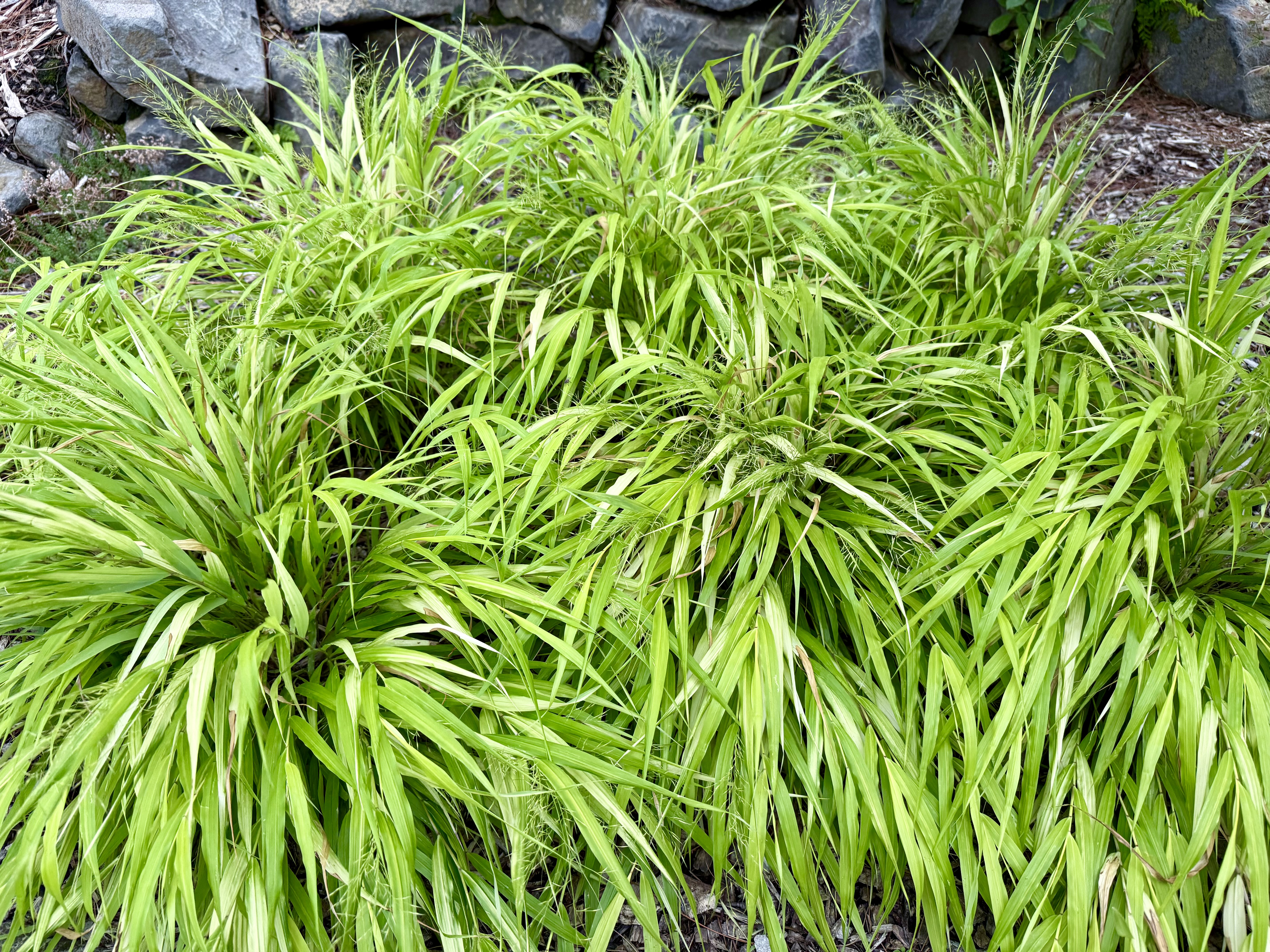 Bright lime-green ornamental grass grows in dense mounds at Washington Park, Portland. The long, narrow leaves cascade outward, creating a soft, flowing effect.