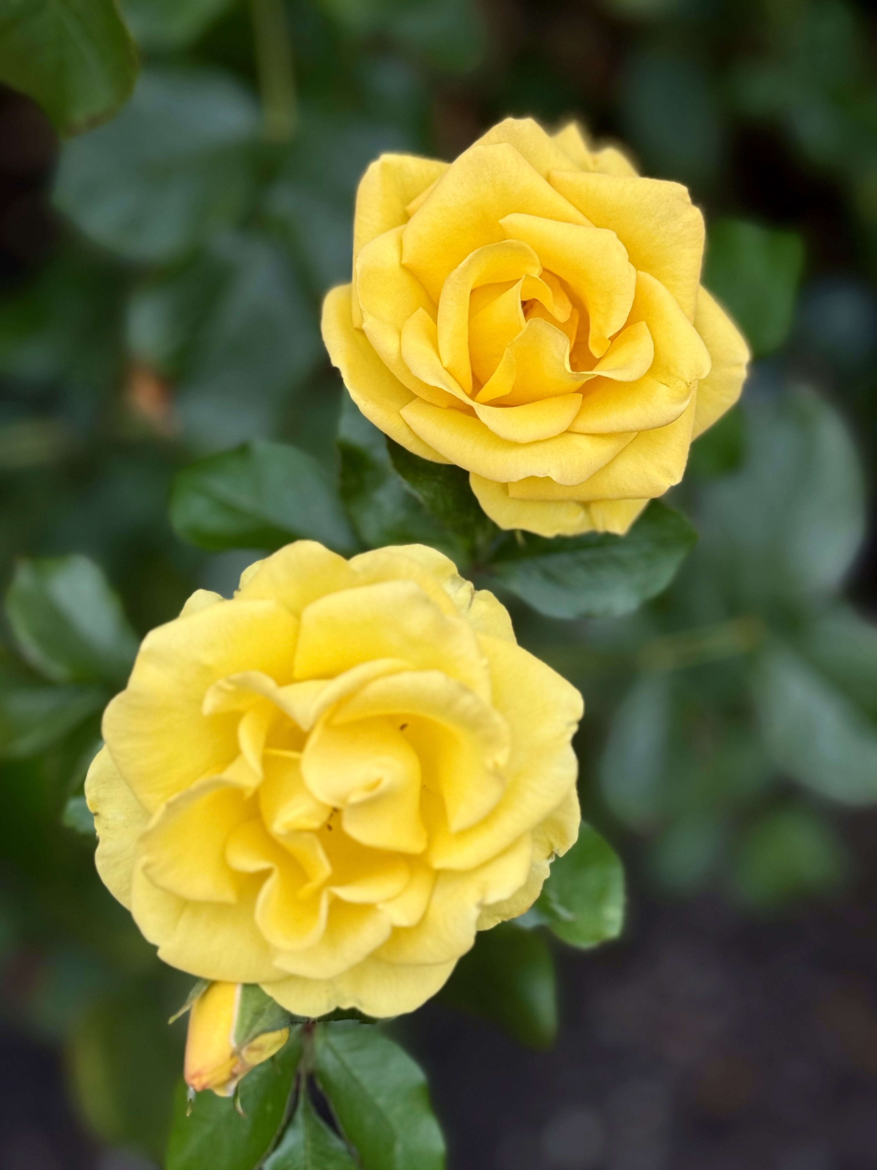 Two vibrant yellow roses are in bloom, standing out against their deep green leaves. Evening shot from the International Rose Test Garden, Portland.
