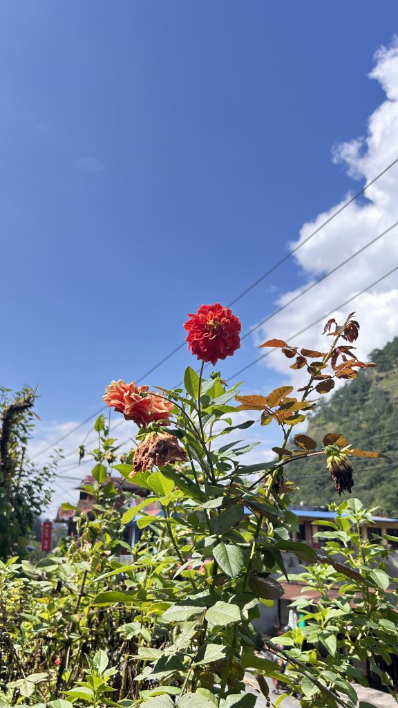 A vibrant display of red and orange flowers against a clear blue sky, with some clouds and mountain display blurred nicely in the background.