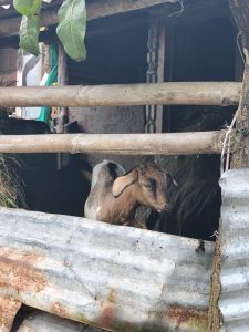A young goat peeks out from a wooden structure, partially obscured by bamboo bars and a rusty corrugated metal sheet