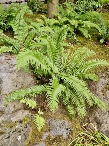 Close-up view of lush green ferns growing on a mossy rock bed at the Portland Japanese Garden. The textures and natural patterns of the leaves are clearly visible.