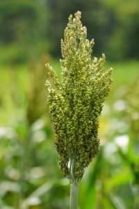 Tall cluster of green seeds in a field.