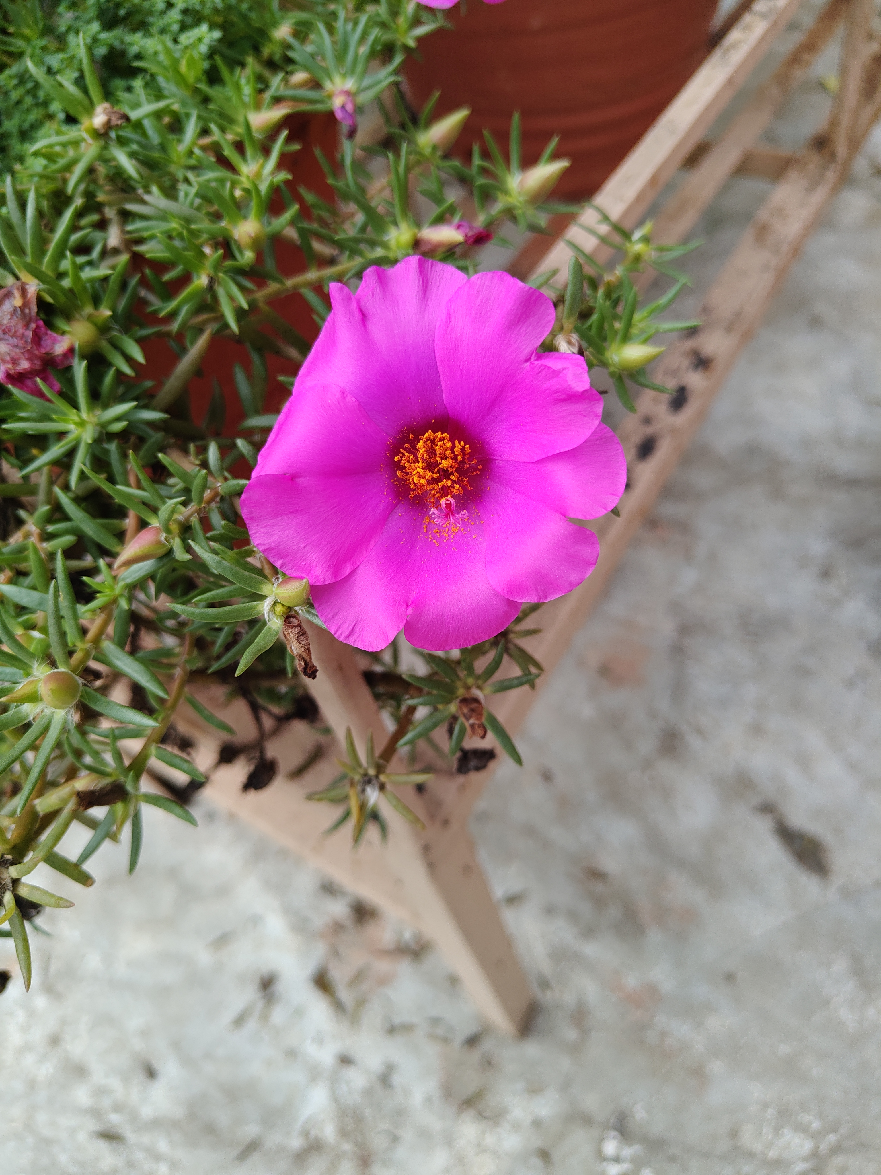 A vibrant pink flower with a yellow center is blooming among lush green foliage.