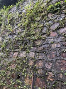 A vertical section of a weathered stone wall covered with various green plants and moss.