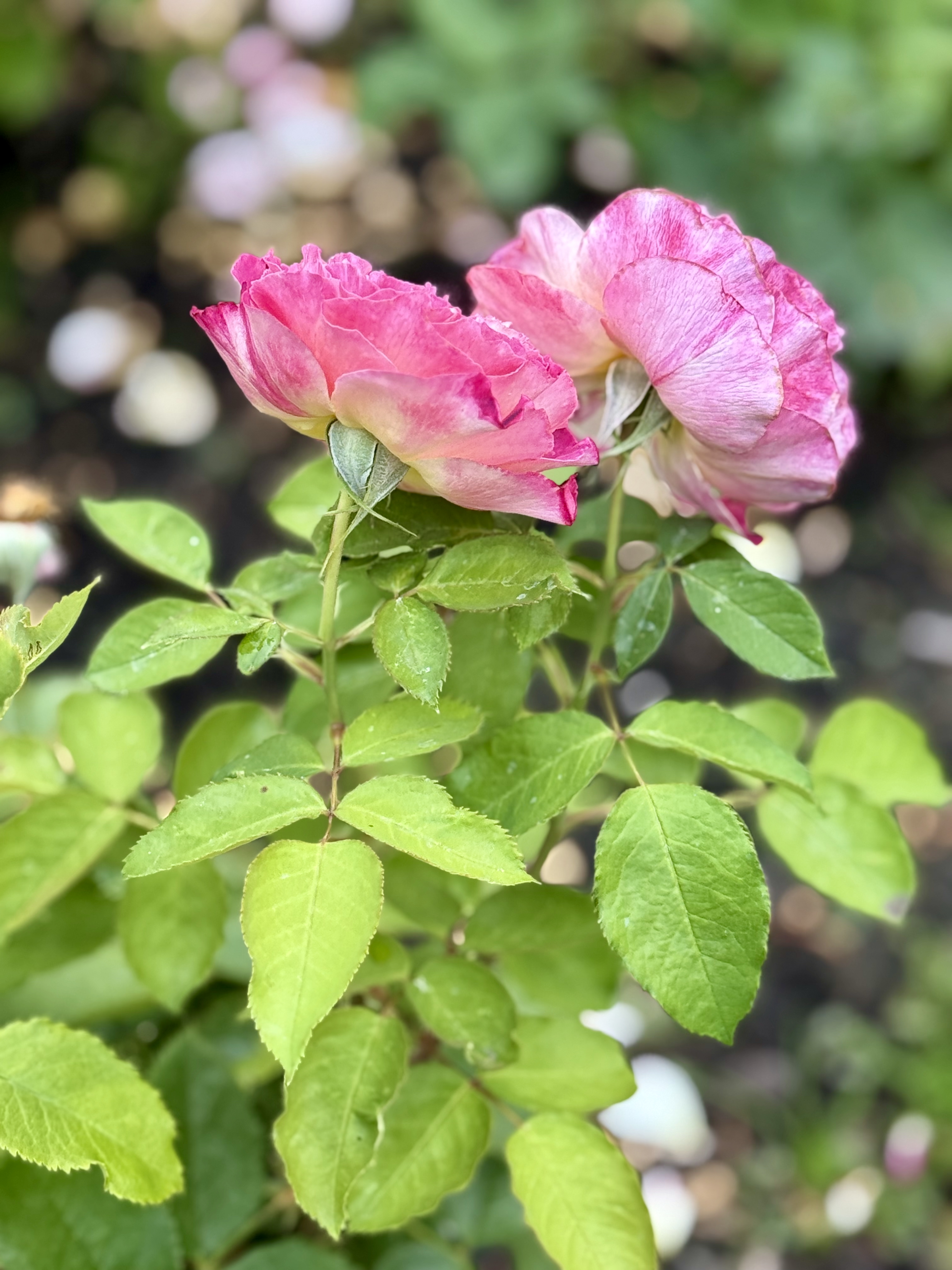 Two pink roses with slightly curled edges and light green stems. The soft background creates a gentle bokeh effect. Photographed in the evening at the International Rose Test Garden, Portland.