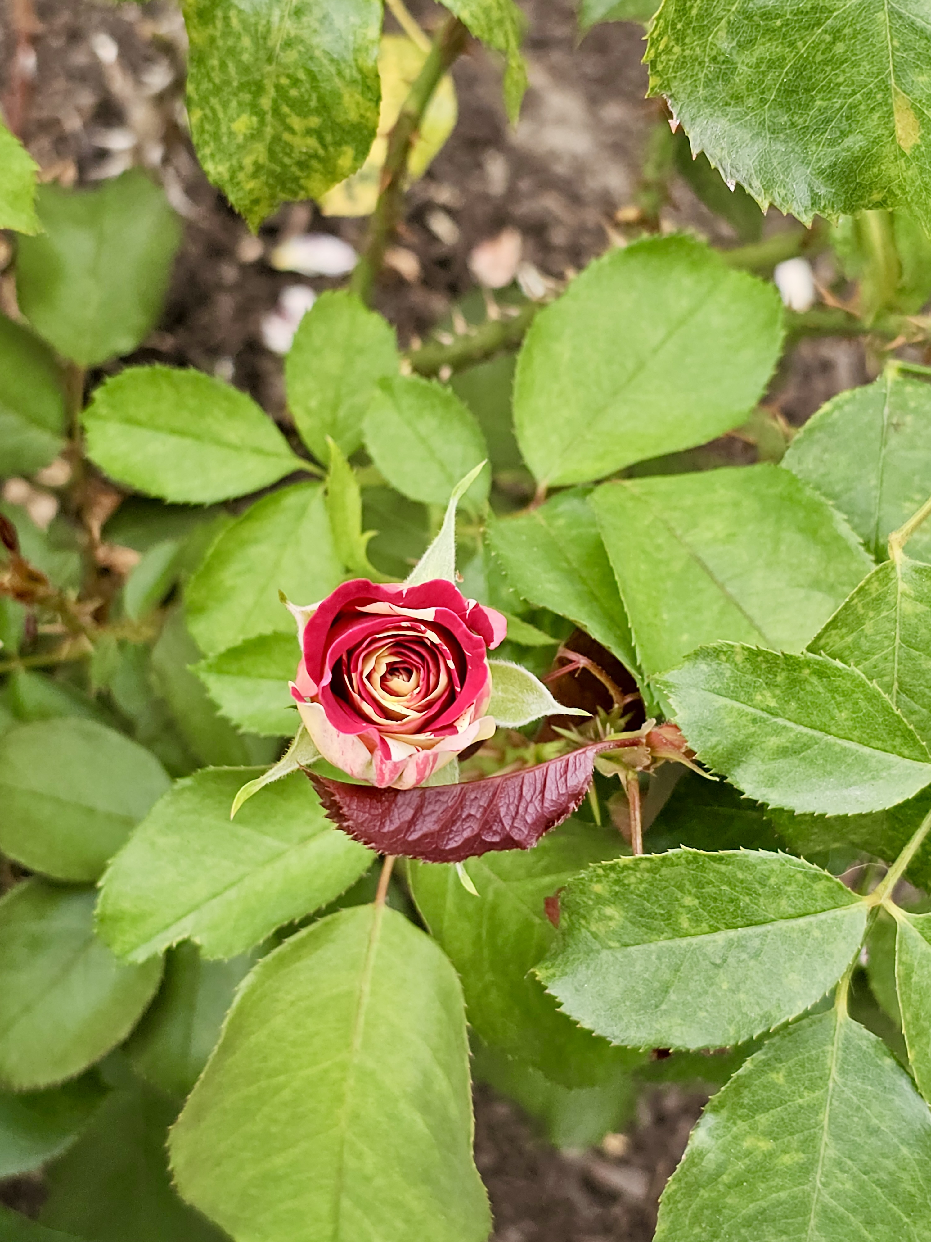 A tightly curled red and cream rosebud stands out among fresh green leaves. Shot in the soft evening light at the International Rose Test Garden, Portland. 