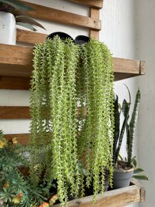 A wooden shelf displays several potted plants. A long, trailing green plant with small, oval leaves drapes over the edge.