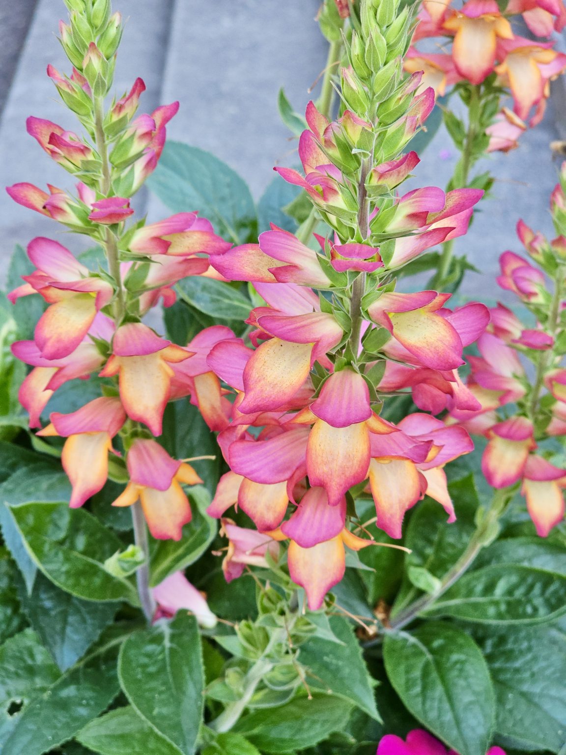 Peach-pink flowers bloom on tall stems above green foliage in soft light. Captured at the Oregon Zoo, Portland.