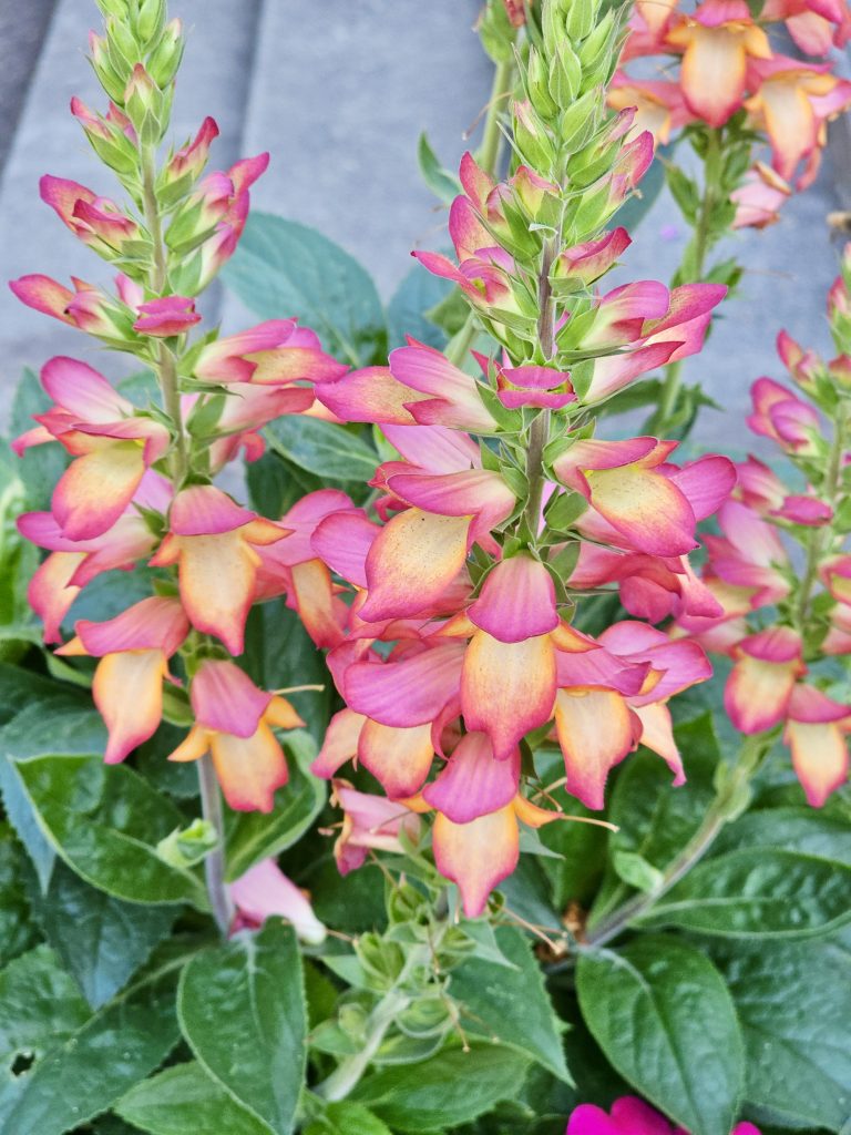 Peach-pink flowers bloom on tall stems above green foliage in soft light. Captured at the Oregon Zoo, Portland.