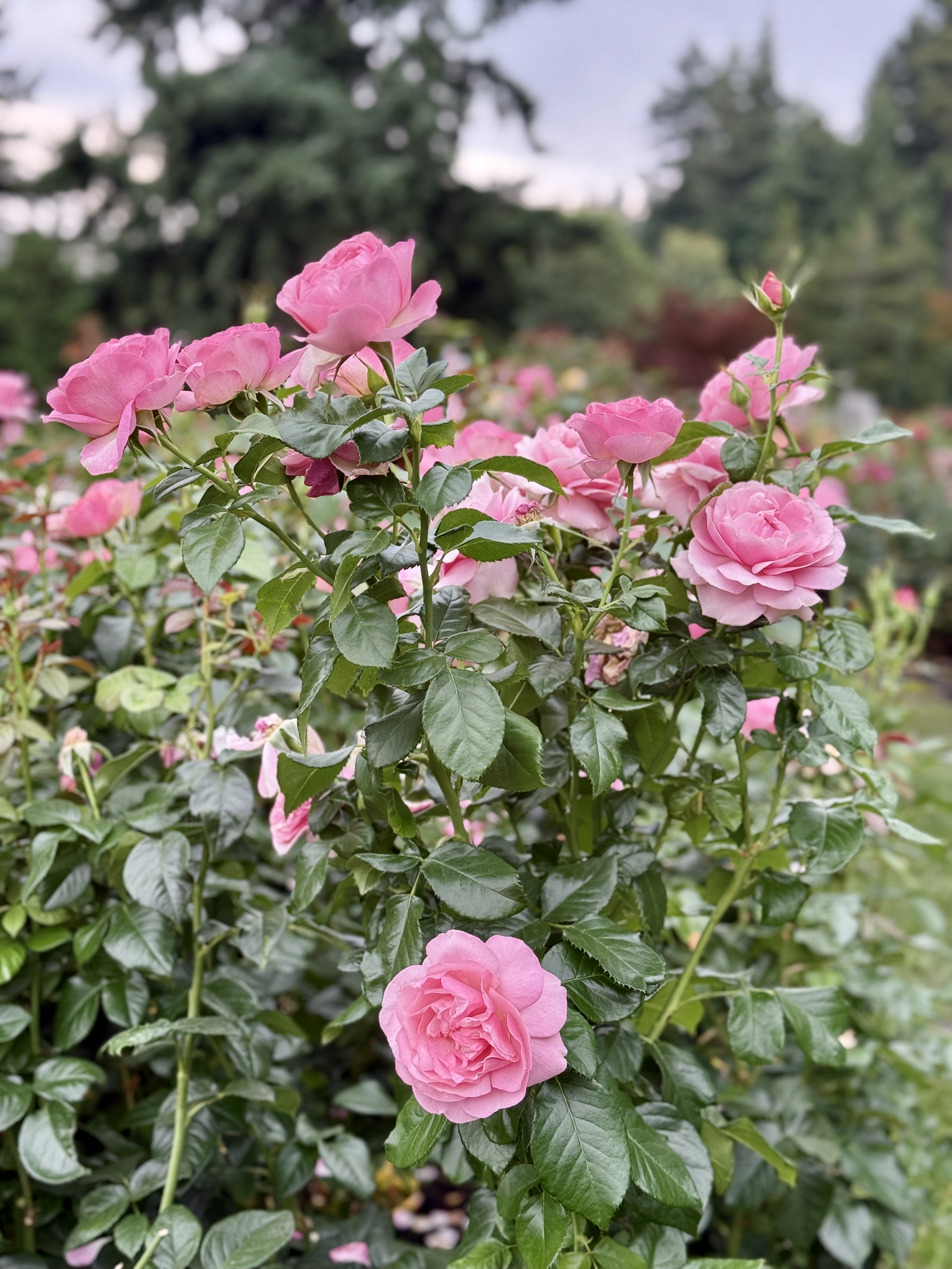 A vibrant pink rose bush with several flowers and green leaves. Trees and the cloudy sky appear softly in the background. Captured in the evening at the International Rose Test Garden, Portland. 