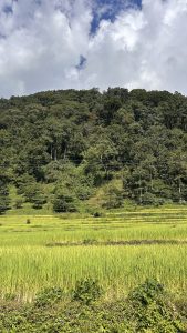 A vibrant landscape featuring lush green rice fields in the foreground, with tall, dense trees and a forested hill rising in the background under a partly cloudy sky.