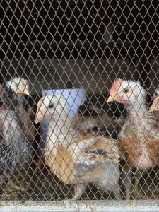 Chicks looking out of a chicken coup made of timber and mesh