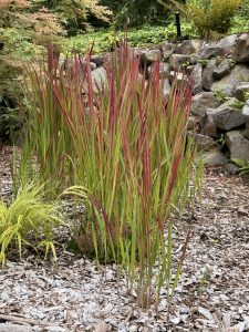 A tall clump of red-tipped ornamental grass rises from mulch at Washington Park, Portland. The vivid colors contrast beautifully with the earthy background. 