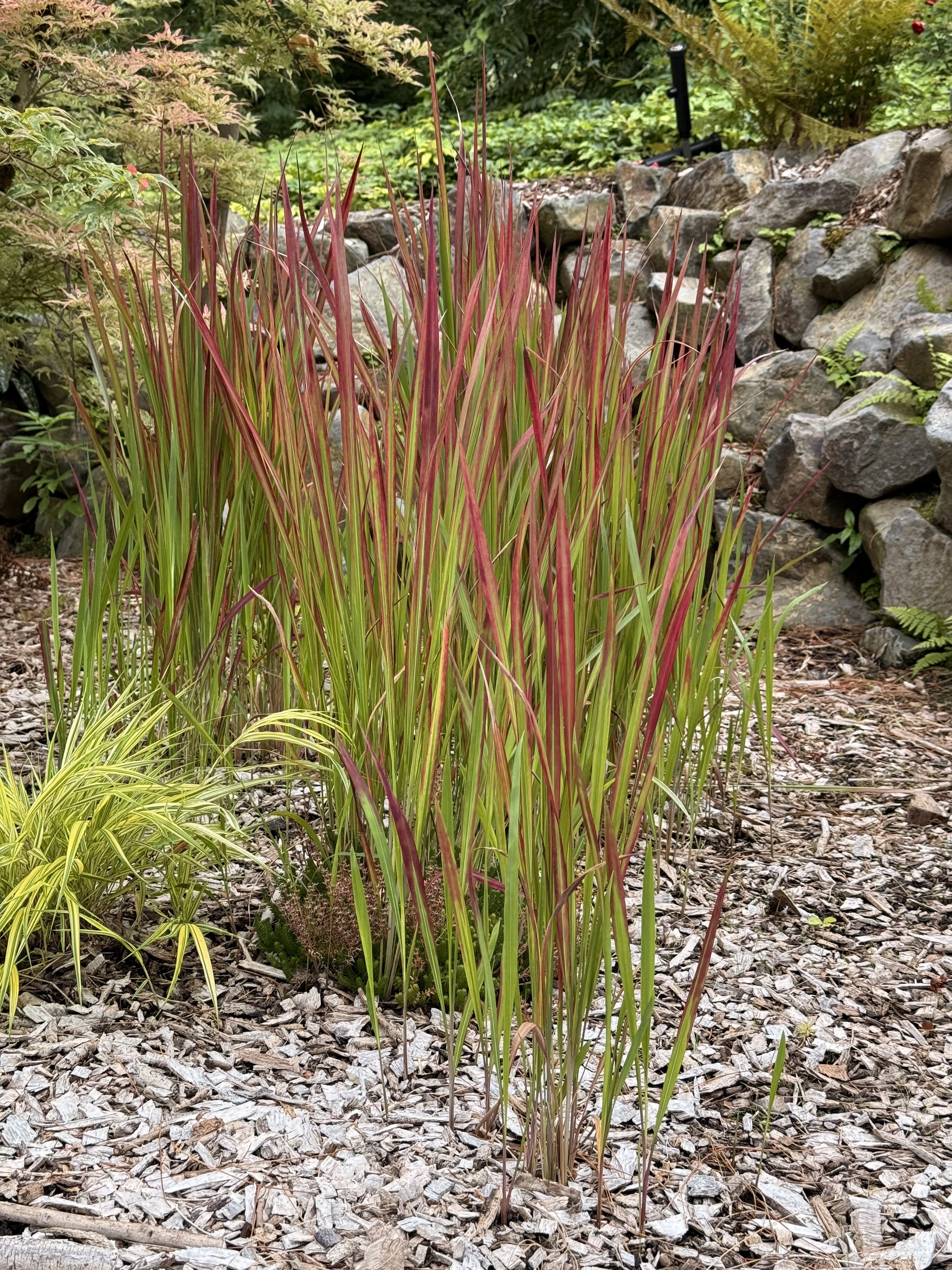 A tall clump of red-tipped ornamental grass rises from mulch at Washington Park, Portland. The vivid colors contrast beautifully with the earthy background.