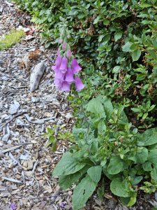 Purple foxglove flowers growing on a tall stalk with green leaves and mulch around. Captured at Pittock Mansion, Portland. 