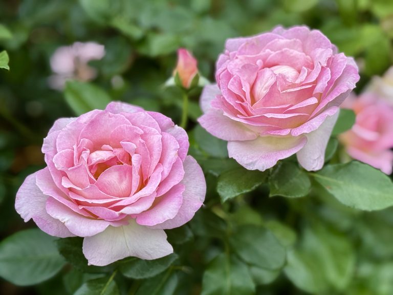 A pair of fully bloomed pink roses with light cream edges, surrounded by fresh green leaves. Captured in the evening at the International Rose Test Garden, Portland, these roses radiate softness and symmetry.
