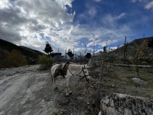 A saddled white horse, tied to a fence on a rocky, dirt path with mountains in the background under a cloudy sky.