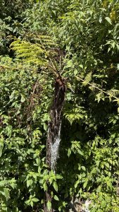 A slender tree trunk with twisted roots rises amid lush foliage, topped with bright green fern leaves.