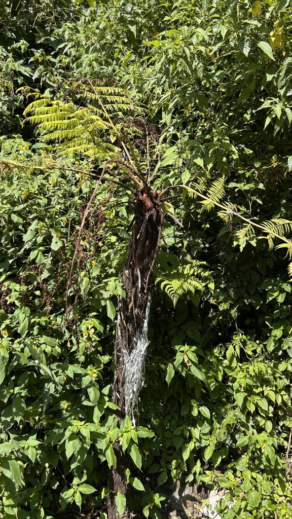 A slender tree trunk with twisted roots rises amid lush foliage, topped with bright green fern leaves.