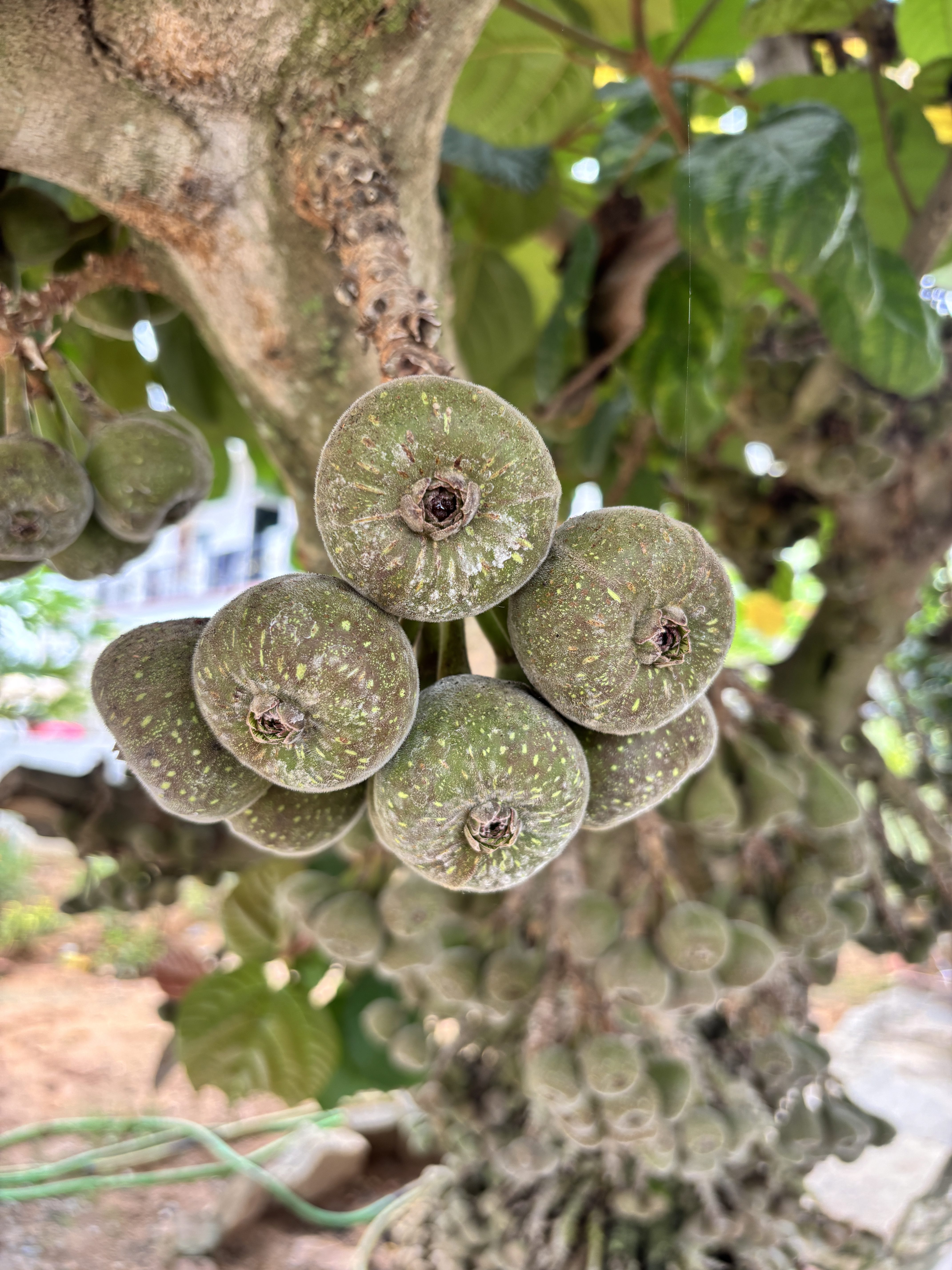 A cluster of green, tender figs grows on a tree branch, some showing a textured surface with small spots.