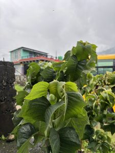 A close-up view of green leaves with a backdrop of cloudy skies.