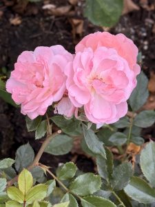 Three miniature light pink roses bloom from a single stem. The flowers appear delicate, with soft petals and a subtle shine. Captured at the International Rose Test Garden, Portland, in the evening 