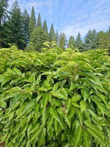 A thick leafy green shrub with small red berries, set against a backdrop of tall trees and a blue sky, captured in Washington Park, Portland. 