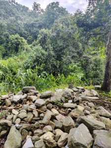 A dense green forest filled with various types of trees and foliage, with some tall grasses in the foreground.