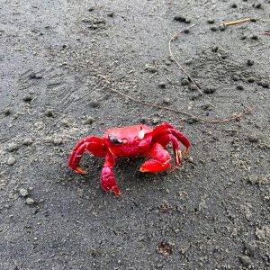 A bright red crab stands on wet, sandy ground, with small pebbles scattered around.

