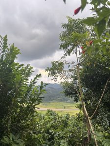 A lush green landscape framed by foliage, featuring a mix of trees and plants.