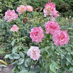 Bright pink roses with hints of white and yellow bloom on a healthy green plant. The flowers have a striped texture and are surrounded by fresh leaves, captured at the International Rose Test Garden, Portland.