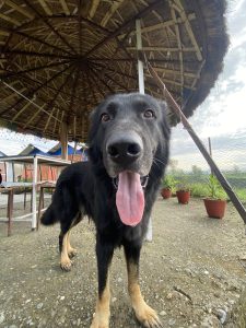 A large black dog with tan legs and a long tongue stands in a garden area under a thatched roof.