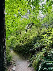 A winding dirt path through lush greenery and tall trees under a bright green canopy in Hoyt Arboretum, Washington Park, Portland. 