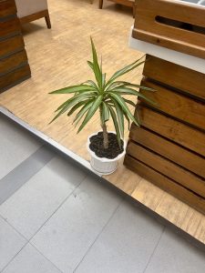 A small potted plant with long green leaves sits on a two-tiered wooden floor.